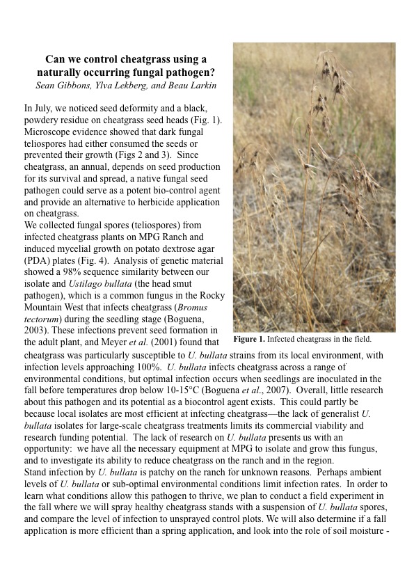 Ustilago infected cheatgrass